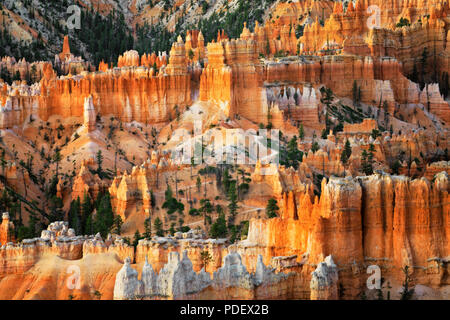 Die hoch aufragenden hoodoos Glühen am bürgerlichen Dämmerung vom Sunset Point in Utah Bryce Canyon National Park. Stockfoto