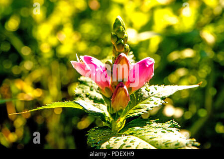 Turtle Kopf, Amerikanische Heilpflanze mit Blume Stockfoto