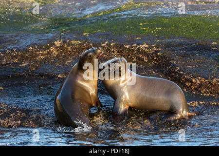 Junge kalifornische Seelöwen zalophus californianus, mock kämpfen, Isla San Pedro Martir, Baja California, Mexiko. Stockfoto