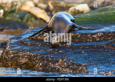 Junge California sea lion, zalophus californianus, Isla San Pedro Martir, Baja California, Mexiko. Stockfoto