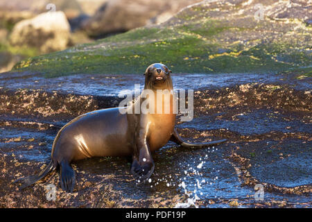 Junge California sea lion, zalophus californianus, Isla San Pedro Martir, Baja California, Mexiko. Stockfoto