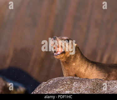 Junge California sea lion, zalophus californianus, von Insekten umgeben, Isla San Pedro Martir, Baja California, Mexiko. Stockfoto