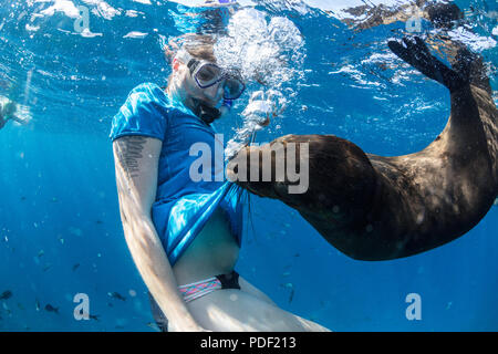 Verspielte California sea lion, zalophus californianus, Unterwasser mit schnorchler bei Los Islotes, BCS, Mexiko. Stockfoto