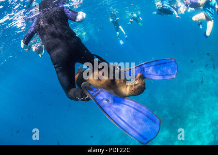 Verspielte California sea lion, zalophus californianus, Unterwasser mit schnorchler bei Los Islotes, BCS, Mexiko. Stockfoto