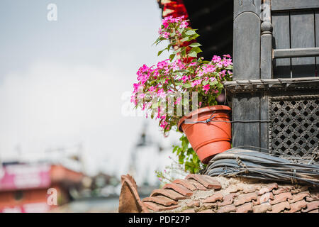 Natürlichen Blumen wachsen in einem Blumentopf außerhalb des Hauses gehalten, Floral Außenfassade Hintergrund, Alte Blüte Stil, Stockfoto