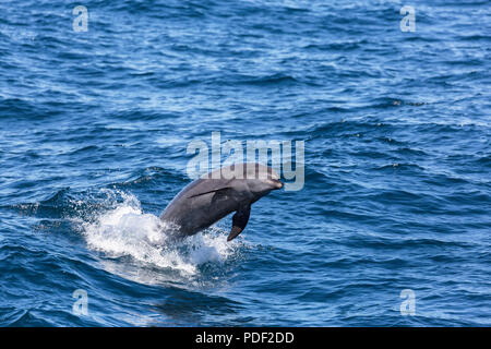 Nach gemeinsamen großen Tümmler, Tursiops truncatus, Springen in der Nähe von Isla Ildefonso, Baja California Sur, Mexiko. Stockfoto