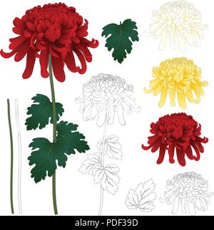 Rot, Weiß, Gelb Chrysantheme mit Umrisse, Kiku japanische Blume mit Überblick auf weißem Hintergrund. Vector Illustration. Stock Vektor