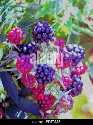 Auf einer Reise im August 1987 wir entlang einer Landstraße in Oregon gestoppt und diese farbenfrohen roten und violetten wilden Himbeeren wachsen durch die Straßen gefunden Stockfoto