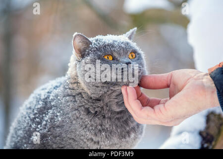 Eine menschliche Hand streichelt den Hals einer Katze im Freien im Winter Stockfoto