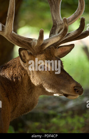 Red Deer Hirsch mit wachsenden Geweihe in der Velvet Zustand vor der Brunft Stockfoto