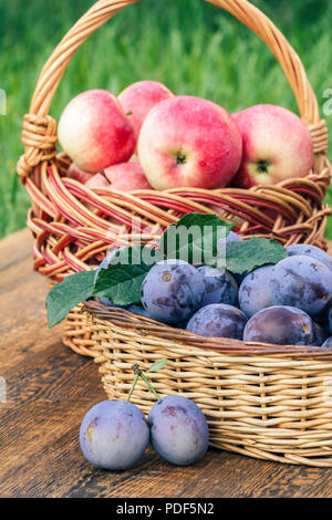 Nur reife Pflaumen und roten Äpfel in Weidenkörbe auf alten Brettern mit Garten Gras auf dem Hintergrund ausgewählt. Gerade geerntete Früchte Stockfoto