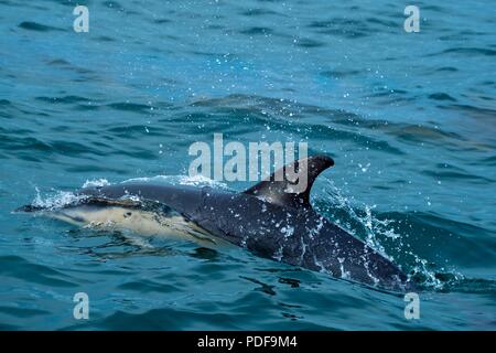 Gemeine Delfine vor der Küste von Cornwall Stockfoto