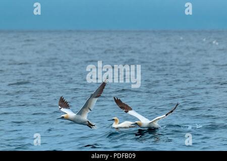 Basstölpel im Atlantik aus Südwest England Stockfoto