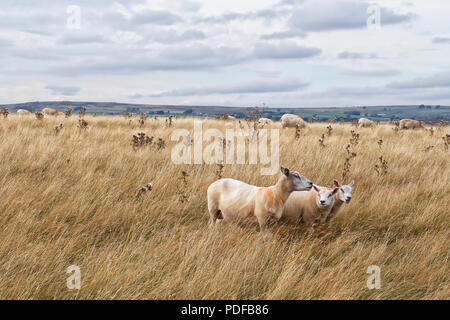 Schafe im Bereich der trockenen Gras Nidderdale in der Gegend von North Yorkshire Stockfoto