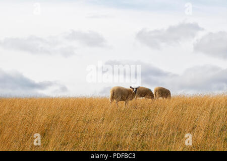 Schafe im Bereich der trockenen Gras Nidderdale in der Gegend von North Yorkshire Stockfoto