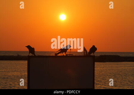 Atmung die Brise vom Indischen Ozean ist ein einmaliges Erlebnis in Galle Face Green. Stockfoto