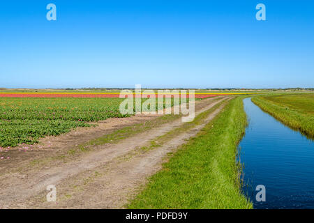 Bunte Tulpen Felder direkt hinter den Dünen auf der Insel Texel, Niederlande. Stockfoto