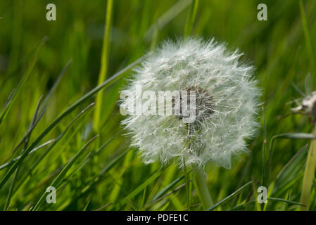 Seedhead von einem Löwenzahn, Löwenzahn, Taraxacum Officinale, im Grünland, Berkshire, Mai Stockfoto