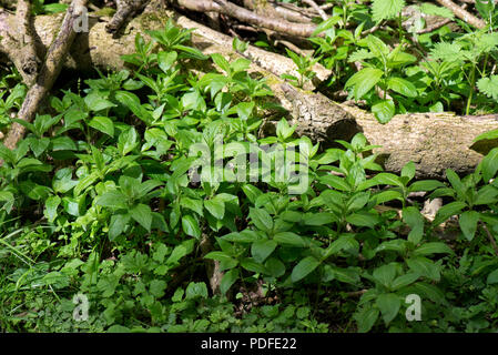 Der Hund Quecksilber, Mercurialis perennis, floiage und frühen Blumen im Frühling woodland, Berkshire, Juni Stockfoto