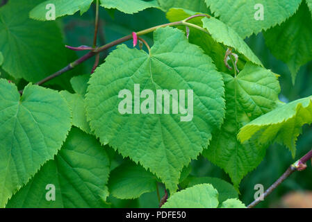 Klein-leaved Lime, Tilia cordata, junge Blätter im Frühjahr, Berkshire, Mai Stockfoto