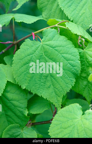 Klein-leaved Lime, Tilia cordata, junge Blätter im Frühjahr, Berkshire, Mai Stockfoto