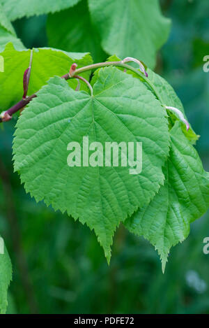 Klein-leaved Lime, Tilia cordata, junge Blätter im Frühjahr, Berkshire, Mai Stockfoto