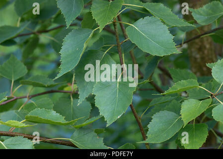 Die jungen Blätter von Silber Birke, Betula pendula, im Frühling, Berkshire, Mai Stockfoto