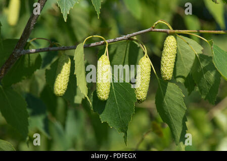 Die jungen Blätter von Silber Birke mit jungen weiblichen Palmkätzchen, Betula pendula, im Frühling, Berkshire, Juni Stockfoto