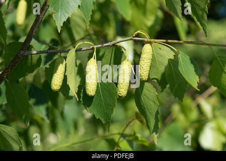 Die jungen Blätter von Silber Birke mit jungen weiblichen Palmkätzchen, Betula pendula, im Frühling, Berkshire, Juni Stockfoto