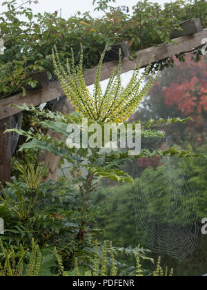 Leuchtend gelbe Blüten auf Mahonia x Media 'Winter Sonne' mit Spinnen Web-sites an einem nebligen Morgen im Herbst Stockfoto