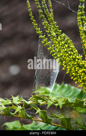 Leuchtend gelbe Blüten auf Mahonia x Media 'Winter Sonne' mit Spinnen Web-sites an einem nebligen Morgen im Herbst Stockfoto