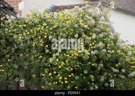 Golden Clematis, Clematis tangutica, blühende und Aussaat über einen Garten Tor und einem nadelbaum Hedge, Berkshire, September Stockfoto