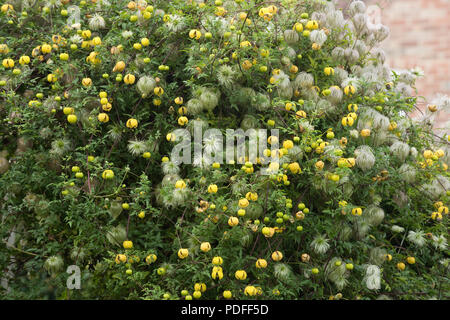 Golden Clematis, Clematis tangutica, blühende und Aussaat über einen Garten Tor und einem nadelbaum Hedge, Berkshire, September Stockfoto