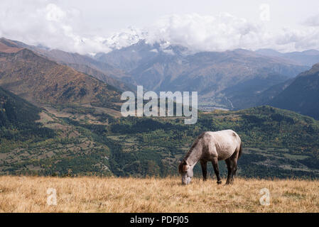 Graues Pferd auf einer Weide in den Bergen. Herbst Landschaft an einem sonnigen Tag. Die top Tetnuldi. Kaukasus, Georgien, Zemo Svaneti Stockfoto