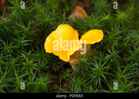 Eine einzelne Pfifferlinge, Cantharellus Cibarius, im New Forest in Hampshire England UK GB wächst Stockfoto