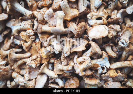 Nahaufnahme Bild der Pilze Steinpilze Wald Stockfoto