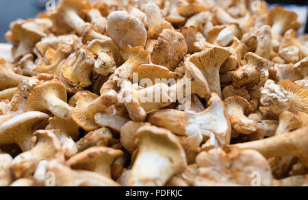 Nahaufnahme Bild der Pilze Steinpilze Wald Stockfoto