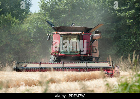 Ein Mähdrescher Schnitte Sommergerste in einem Feld in Hayling Island, Hampshire UK Stockfoto