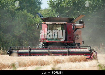 Ein Mähdrescher Schnitte Sommergerste in einem Feld in Hayling Island, Hampshire UK Stockfoto