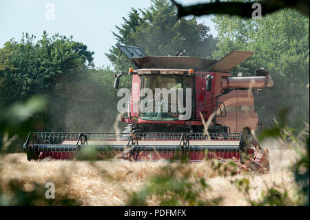 Ein Mähdrescher Schnitte Sommergerste in einem Feld in Hayling Island, Hampshire UK Stockfoto