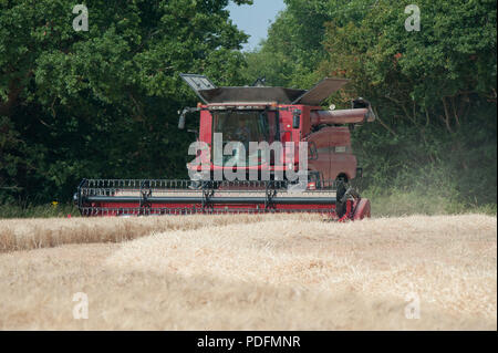 Ein Mähdrescher Schnitte Sommergerste in einem Feld in Hayling Island, Hampshire UK Stockfoto