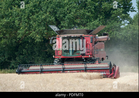 Ein Mähdrescher Schnitte Sommergerste in einem Feld in Hayling Island, Hampshire UK Stockfoto