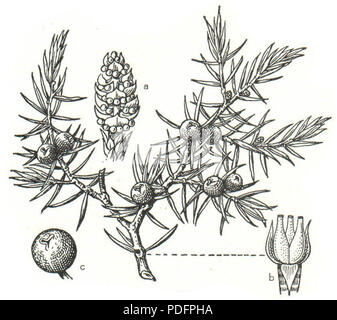 175 Juniperus communis Meyers Stockfoto