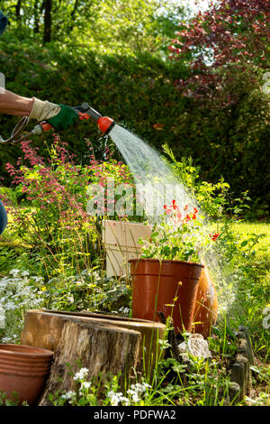 Frau Bewässerung ihrer Blumen in seinem Garten Stockfoto