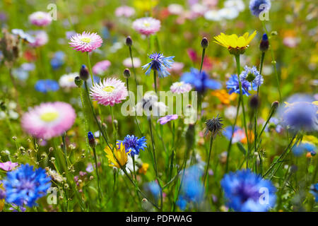 Ein Feld voller viele wilde bunte Blumen an einem sonnigen Tag Stockfoto