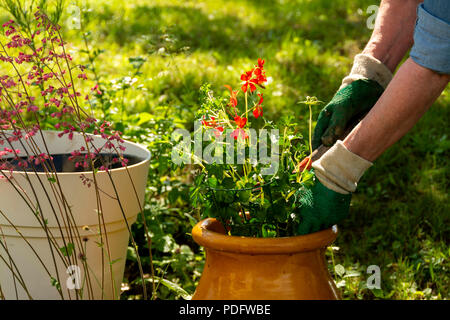 Symbol Bild Gartenarbeit, Frau Pflanzen Pflanzen in Töpfe, Frankreich, Europa Stockfoto