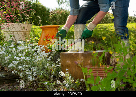 Symbol Bild Gartenarbeit, Frau Pflanzen Pflanzen in Töpfe, Frankreich, Europa Stockfoto