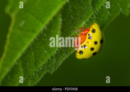 Schönes Gelbes Gehäuse mit schwarzer Fleck und orange head Marienkäfer klettern auf grünes Blatt Stockfoto