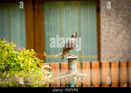 Eine Starling sitzen auf Draht im Garten. Stockfoto