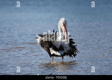 Pelikane Pelikane sind eine Gattung der großen Vögel, die die Familie Pelecanidae machen. Stockfoto